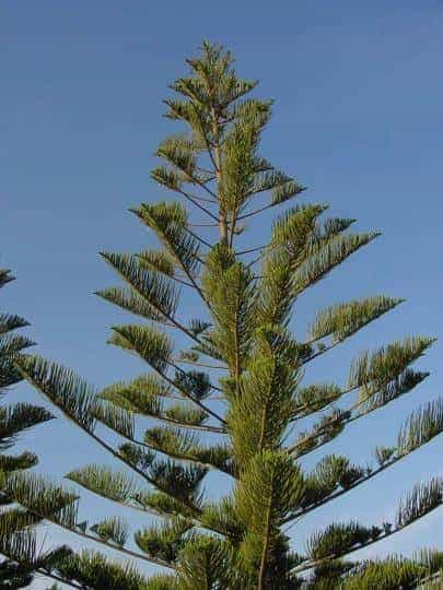 Praia da Luz - Baum